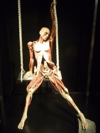 Woman on a swing - Picture of Body Worlds, Amsterdam - TripAdvisor Human Body Exhibit, Human Cadaver, Gunther Von Hagens, Inside Human Body, Bodies Exhibit, Nicola Tesla, Gross Anatomy, Human Anatomy Art, Anatomy For Artists