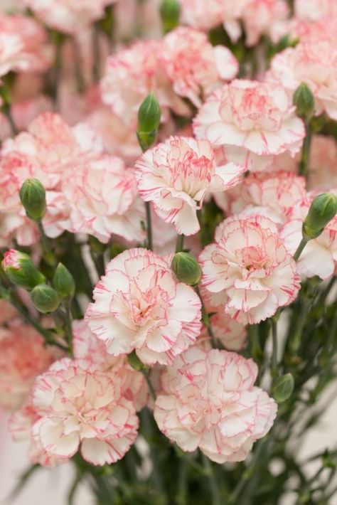 January: Carnation | What are the birth month flowers and their meaning? Spring Garden Flowers, Pink Carnations, Nothing But Flowers, Carnation Flower, Flower Therapy, Month Flowers, Birth Month Flowers, Exotic Flowers, Birth Flowers