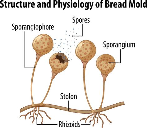 Structure and Physiology of Bread Mold Mold Drawing, Photosynthesis Activities, Bread Mould, Biology Aesthetic, Fungi Illustration, Plant Biology, School Study Ideas, Plant Kingdom, Biology Facts