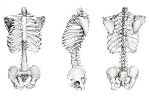 Torso Skeleton, Rib Cage Drawing, Bone Drawing, Anatomy Bones, Photography Inspiration Nature, Skeleton Drawings, Human Anatomy Drawing, Human Skeleton, Human Anatomy Art