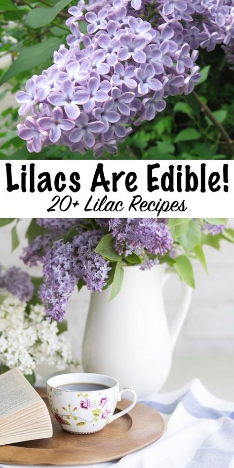 20+ Ways to use lilacs ~ Did you know lilacs are edible flowers? Here's 20+ recipes using lilacs for your spring kitchen.  (Plus historical medicinal ways to use lilacs) What Flowers Are Edible, Things To Do With Lilac Flowers, Uses For Lilac Flowers, Flower Baking Recipes, Lilac Flower Uses, Lilac Tea Recipe, What To Do With Lilac Flowers, Lilac Flower Recipes, Lilac Recipes Edible Flowers