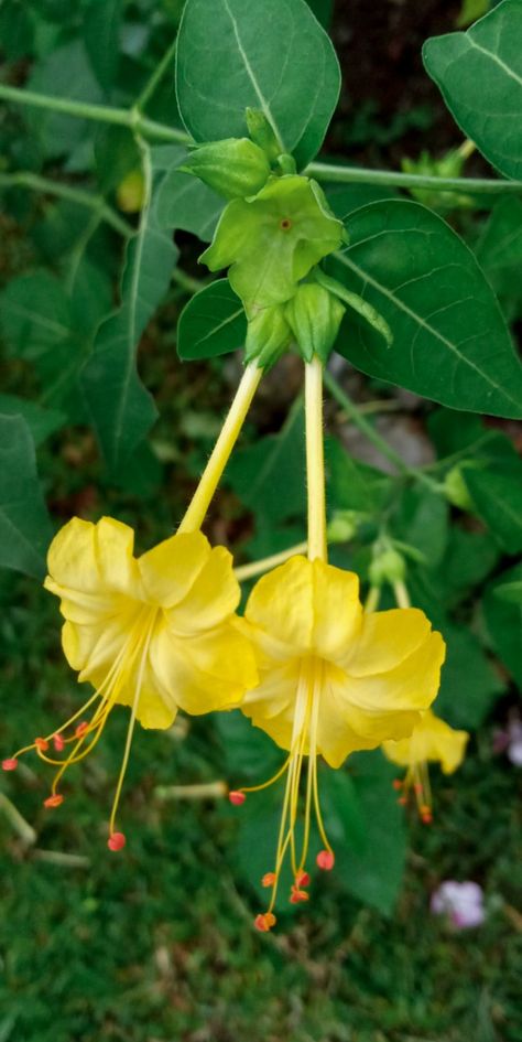 Mirabilis Jalapa, Plants