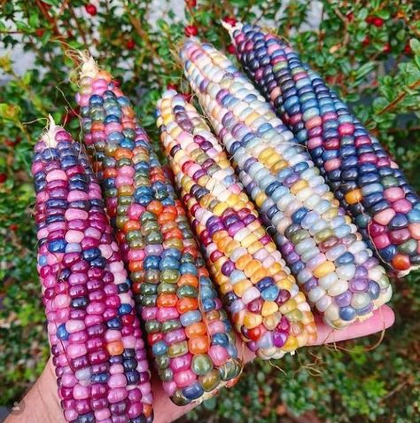 Gem Corn, Rainbow Corn, Flint Corn, Glass Gem Corn, Tortoise Beetle, Skeleton Flower, Indian Corn, Corn Seed, Glass Gems