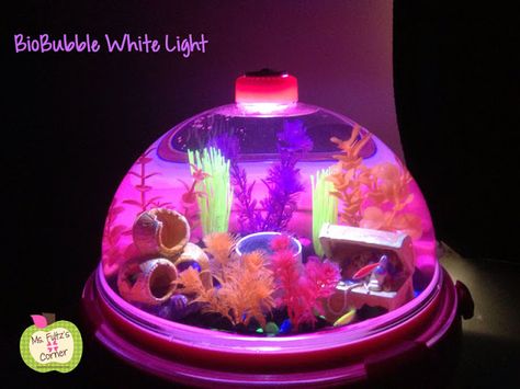 Class Pet: Glofish in a Bio Bubble! Classroom Fish Tank, Glofish Tank, Classroom Pets, Glow Fish, Bubble Products, Jellyfish Tank, Writing Mini Lessons, Classroom Organization Elementary, Class Pet