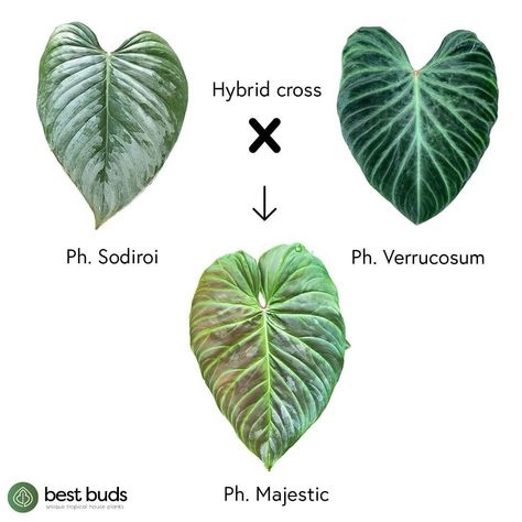 Best Buds | Rare plants shop on Instagram: “Botanics for the plant enthusiastic part 4 🌿. ​Philodendron Majestic was crossed by an unknown hybridizer and named by Neil Crafter.…” Plant Identification, Garden Girls, Tropical House, Best Bud, Rare Plants, Exotic Plants, Tropical Garden, Types Of Plants, Tropical Plants