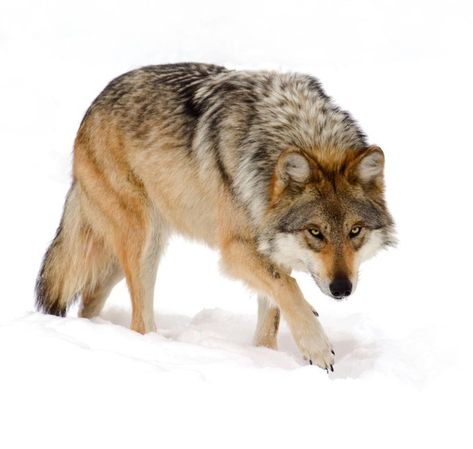 Mexican Wolf, Mexican Gray Wolf, Wolf Poses, Panther Cat, Wolf Running, Wolf Images, Wolf Photography, Wolf Photos, Gray Wolf