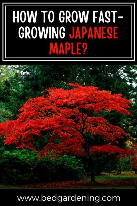 How To grow fast Japanese Maple? Japanese Maple has a quality that it can adjust in any size of landscape or garden. This is a perfect small tree that adds interest to your growing area. Types Of Japanese Maple Trees, Japanese Maple Tree Garden, Chinese Maple Tree, Japanese Maple Tree Landscape, Maple Tree Landscape, Japanese Maple Garden, Japanese Garden Backyard, Japanese Red Maple, Maple Bonsai