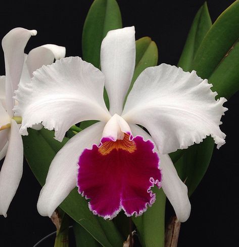 White Cattleya Orchid, Orchid Cattleya Mossiae, Orchid Photo, Rare Orchids, Cattleya Orchid, Exotic Orchids, Unusual Flowers, Orchid Plants, Beautiful Orchids