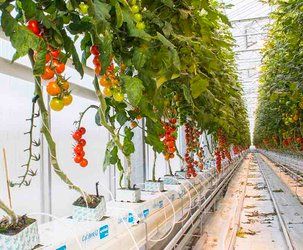 Hydroponic Drip System Hydroponic Drip System, Hydroponic Tomatoes, Hydroponic Gardening Diy, Hydroponic Greenhouse, Farming Ideas, Garden Farm, Drip System, Hydroponic Growing, Gardening Diy