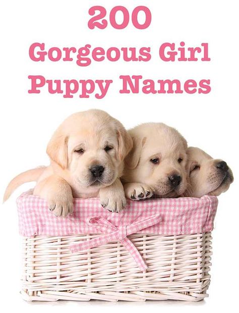 Girl Puppy Names Unique, Puppy Girl Names, Best Female Dog Names, Puppy Names Unique, Puppies Names Female, Funny Dog Names, Cute Puppy Names, Dog Names Unique, Golden Retriever Names