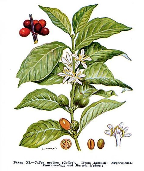 The Coffee Arabica Plant Coffee Essential Oil, Coffee Infographic, Coffea Arabica, Coffee Tattoos, Coffee Tree, Coffee Instagram, Coffee Barista, Coffee Drawing, Coffee Wallpaper