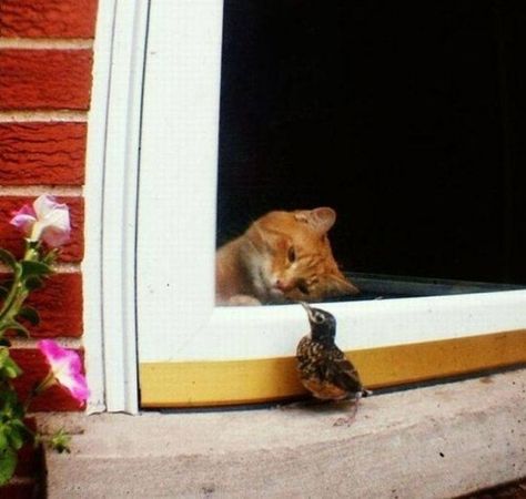 Love is love :) Looking Out The Window, Cute Kittens, Orange Cat, Animal Quotes, Cats Meow, Funny Animal Pictures, Animal Memes, Animals Friends, The Window