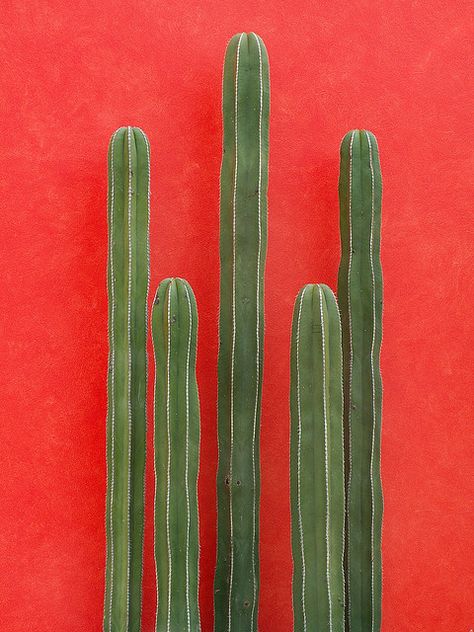 Photo Green Cactus, Cactus Y Suculentas, Back To Nature, Cacti And Succulents, Plant Life, Texture Painting, Cactus Plants, Color Inspiration, Flower Power