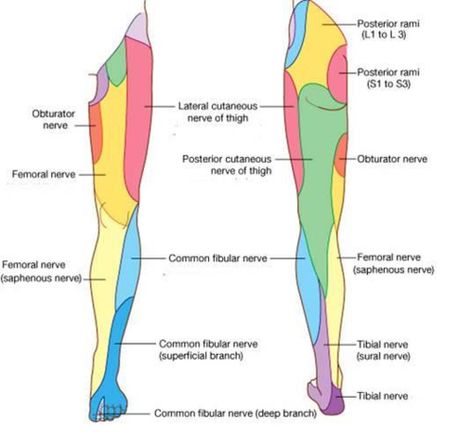 Cutaneous nerves of the lower limb (Courtesy of Google Images ) Femoral Nerve, Nerve Anatomy, Physical Therapy Student, Neurological System, Referred Pain, Basic Anatomy And Physiology, Spine Health, Lower Limb, Muscle Anatomy