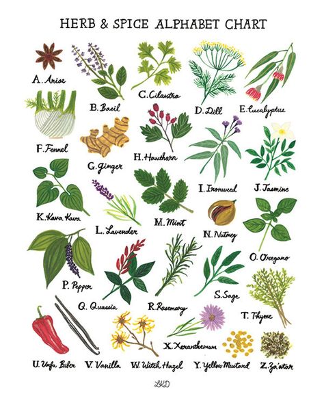 One art print with herbs and spices illustration from A-Z.Perfect for your kitchen!Frame is not included.The illustration is hand drawn by Lily Kao and digitally printed. 100# matte white cover stock paper 18x24" Designed in Toronto, Ontario by Lily Kao. Spices Illustration, Herb Planter Box, Herb Art, Herb Prints, Alphabet Chart, Plant Kitchen, Healing Magic, Alphabet Charts, Aromatic Plant