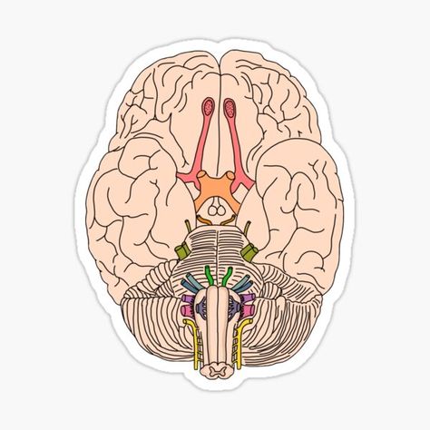 Cranial Nerves Gifts & Merchandise | Redbubble Med Stickers, Doctor Stickers, Medical Stickers, Money Stickers, Medicine Notes, Bullet Journal Font, Sticker Design Inspiration, Science Stickers, Cranial Nerves