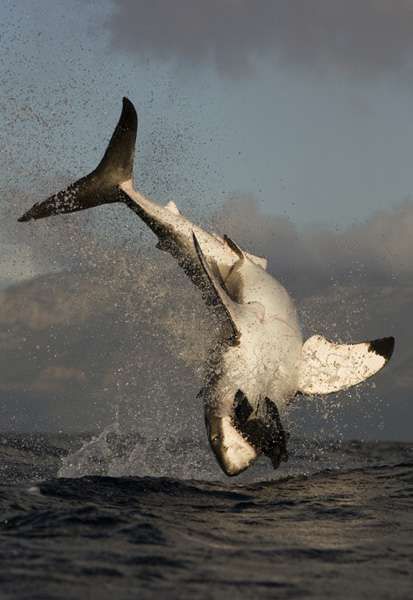 great white shark - großer weißer Hai Underwater Life, Water Life, White Sharks, Shark Week, Great White Shark, Great White, Ocean Creatures, Ocean Animals, Sea World