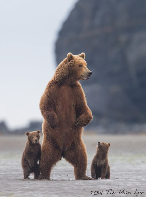 Mama is here. Photo-Tin Man Lee Regnul Animal, Photo Animaliere, Nosara, Brown Bears, Tin Man, Grizzly Bear, صور مضحكة, Animal Planet, Animal Photo