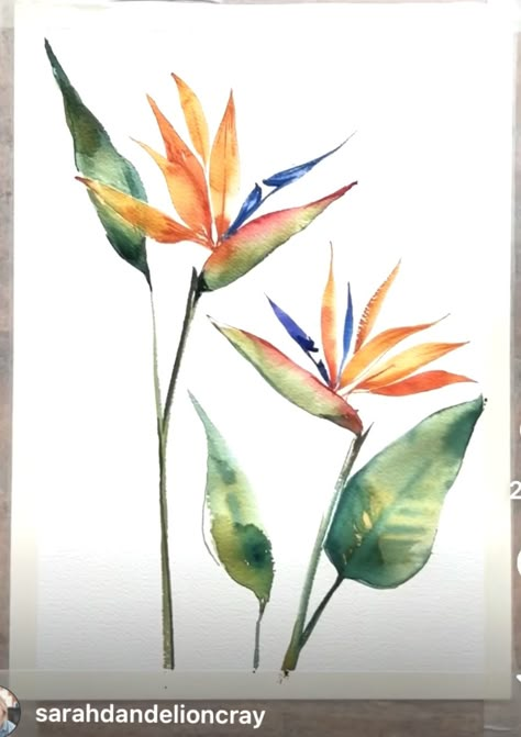 Watercolor Birds Of Paradise, Strelitzia Painting, Hawaiian Watercolor, Flowers For Painting, Paradise Painting, Tropical Colonial, Floral Watercolor Painting, Paradise Tattoo, Floral Watercolor Paintings