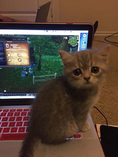 Good thinking, I wasn't wanting to play World of Warcraft anyways. - Imgur Gatos Cool, Silly Cats Pictures, Unique Cats, Cat Playing, I Love Cats, Silly Cats, Cat Care, Cat Clothes, Meow Meow