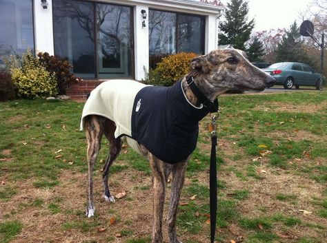 Picture of Greyhound coat from old fleece vest- This is a good idea! Greyhound Coat Pattern, Greyhounds Clothes, Dog Coat Pattern, Greyhound Art, Dog Clothes Patterns, Grey Hound Dog, Dog Coat, Free Dogs, Italian Greyhound