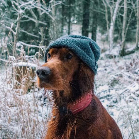 Hipster dog Dog And Me, Cool Pet Names, Hipster Dog, Irish Setters, Hiking Dogs, Dog Adventure, Pet Name, Irish Setter, Dog Costumes