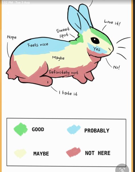 Where To Pet A Bunny, Things To Know About Bunnies, Pet Bunny Ideas, Rabbit Must Haves, Cute Rabbit Cage Ideas, Bunny Supplies List, Rabbit Accessories Pet, How To Care For Bunnies, Bunny Care For Beginners