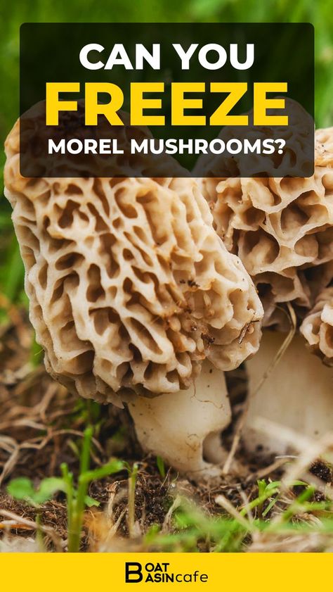 Recipes With Morel Mushrooms, Best Way To Cook Morel Mushrooms, Freezing Morel Mushrooms, Recipes For Morel Mushrooms, Stuffed Morel Mushrooms, Air Fryer Morel Mushrooms, Fried Morel Mushroom Recipes, Morell Mushrooms Recipes, Stuffed Morel Mushroom Recipes