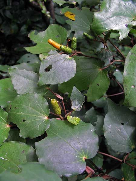 With its jointed stems and heart-shaped leaves riddled with caterpillar holes, kawakawa (Macropiper excelsum) is one of the easiest forest trees to identify. It produces finger-sized spikes of flowers that ripen to a deep orange in summer. Sometimes mourners at Māori funerals wear wreaths of leafy kawakawa twigs (pare kawakawa) around their heads. Kawakawa Leaf, Nz Flowers, Nz Plants, Tall Shrubs, Native Gardens, Insta Layout, Garden Weeds, Deep Orange, Forest Trees