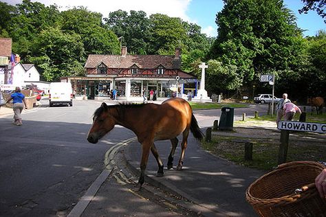 Hampshire England | Burley, New Forest travel guide and Burley information and visitor ... Burley New Forest, New Forest England, Forest Travel, Hampshire England, Hampshire Uk, The New Forest, Picture Postcards, New Forest, Isle Of Wight