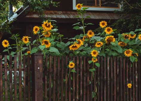 10 sunflower garden ideas 🌻 ☀️ Cultivating fields of golden delight Sunflower Garden Ideas, Sunflower Fence, Home Made Fertilizer, Sunflower Seedlings, Brown Fence, Rosemary Garden, Sunflower Landscape, Sunflowers Garden, Perennial Sunflower