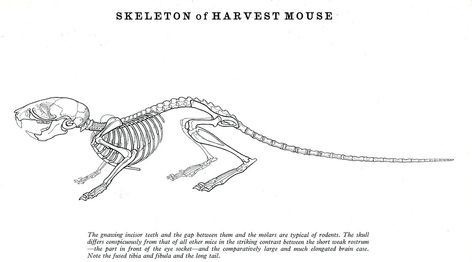 Mouse Skeleton, Skeleton Drawing, Harvest Mouse, Skeleton Drawings, Animal Skeletons, British Wildlife, Piercing Tattoo, Photo Album, Skeleton