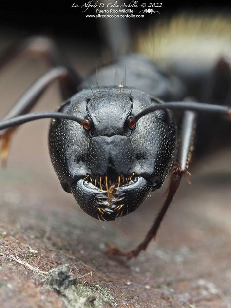 ant (Family Formicidae) Big Ant, Ant Face Under Microscope, Ant Microscopic, Ant Insect, Alien Ant Farm, Ant Macro Photography, Weird Insects, Ant Meme Funny, Cool Bugs