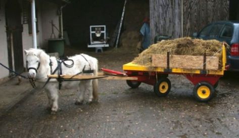 The Rulley - The Accidental Smallholder Mini Horse Cart, Pony Cart, Horse Driving, Mini Horses, Horse Cart, Miniature Horses, Agriculture Machinery, Farm Business, Horse Training Tips