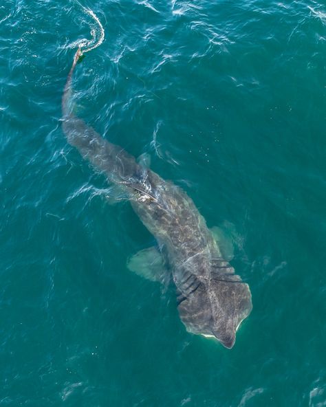 Basking Shark Wallpaper, Basking Shark Drawing, Shark Photography, Chris Lowe, Shark Craft, Basking Shark, Sea Shark, Shark Facts, Shark Photos