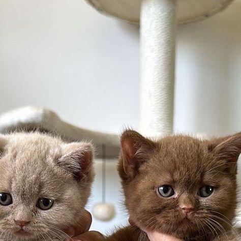 Royal British Empire on Instagram: "Sunday cuteness. 🥹 Fawn or cinnamon which colour is your favourite? ⬇️ . . . . . #cataddict #lovecats #britishshorthairworld #catscatscats #howmanymore #kittenoftheday #bkh #9gag #britishshorthairkitten #cinnamonbritishshorthair #brownkittens #cutekittens #dailyfluff #serotonin #kittenlovers #kittenplay #kitty #bshkitten #catscatscats #fawnbritishshorthair #kittenlife #kittenstagram #kittenplay #kittenoftheday #instakitten" Cinnamon British Shorthair, Brown Kitten, British Shorthair Kittens, Cinnamon Color, British Shorthair Cats, Kittens Playing, British Shorthair, Kittens Cutest, Animals And Pets