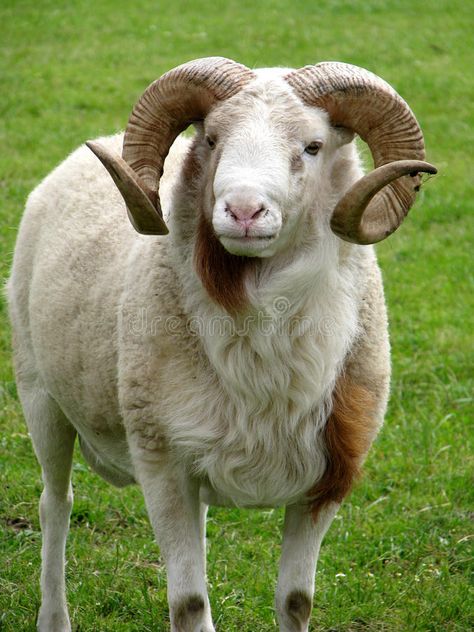 Ram Horns Reference, Horns Reference Photo, Goat Images, Baby Ram, Sheep With Horns, Sheep Images, Goat Photo, Goat Pictures, Ram Animal