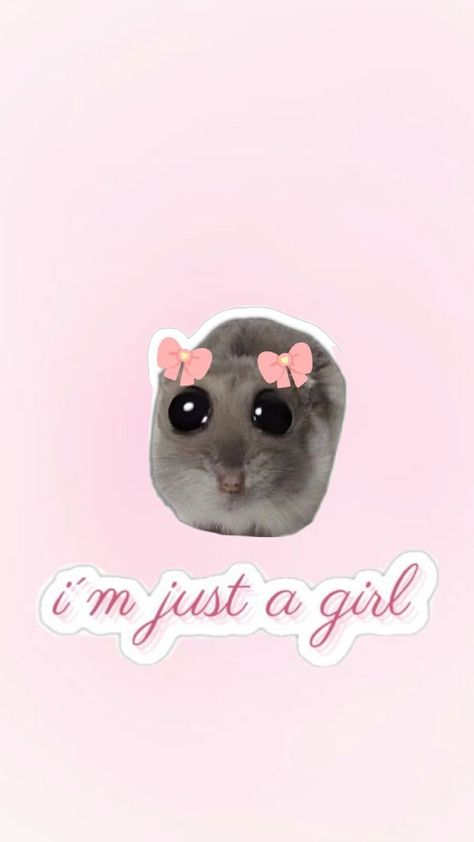 pink Hamster Wallpaper, Cute Backgrounds For Iphone, Backgrounds For Iphone, Pink Wall, I'm Just A Girl, Cute Backgrounds, Aesthetic Stickers, Girl Wallpaper, Just Girl Things