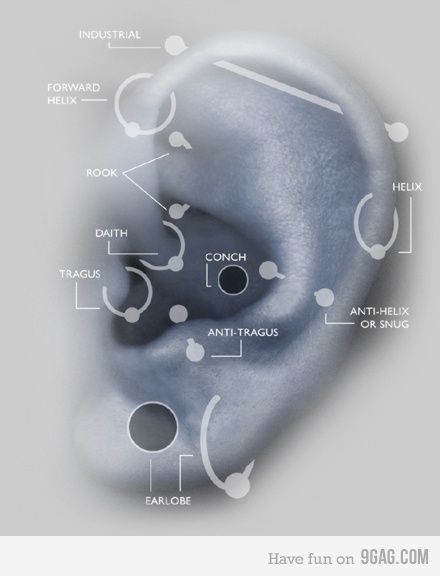 your guide to ear piercings Piercing Names, Ušný Piercing, Piercing Lobe, Different Ear Piercings, Piercings Ear, Anti Tragus, Forward Helix, Tragus Piercing, Piercings And Tattoos