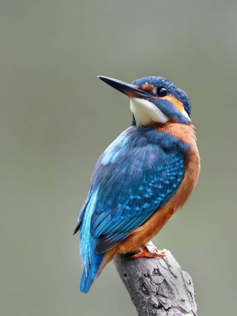 Bird Head Reference, Bird Close Up Photography, Photos Of Birds Natural, Bird Looking Up, Close Up Animal Photography, Birds Pictures Photography, Kingfisher Bird Photography, Bird Poses Reference, Beautiful Birds Photography Nature