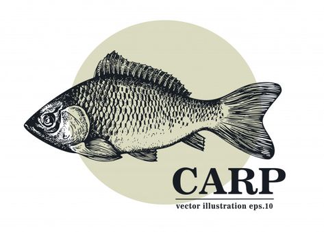 Carp Illustration, Salmon Drawing Illustration, Fishing Design Illustration, Salmon Fish Illustration, Catfish Illustration, Fish Vector Illustration, Fish Illustrations, Food Vintage, Fish Ideas