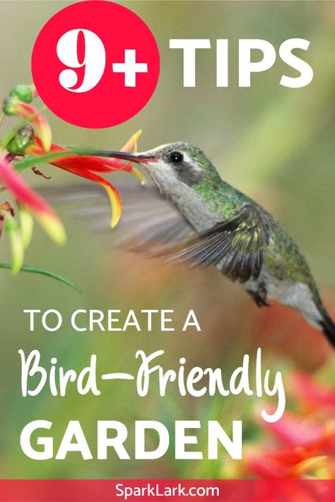 Bird Friendly Backyard, Bird Friendly Garden, Wild Birds Backyards, Family Gardening, Wild Birds Photography, Backyard Birds Sanctuary, Willow Garden, What Is A Bird, Hummingbird Garden