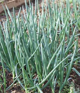 Spring Onions, Green Onions, Welsh Onions or Scallions? Another good read from growveg.com. Growing Spring Onions, Growing Green Onions, Onion Garden, Green Onions Growing, Growing Greens, Urban Gardens, Sustainable Gardening, Veggie Patch, Garden Herbs