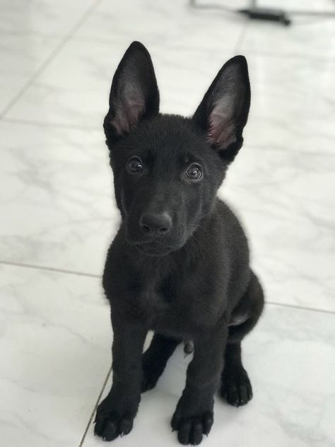 Black German Shepherd Puppies, Black German Shepherd Dog, Malinois Puppies, Gsd Puppy, Black Puppy, Malinois Dog, Black German Shepherd, Gsd Puppies, Belgian Malinois