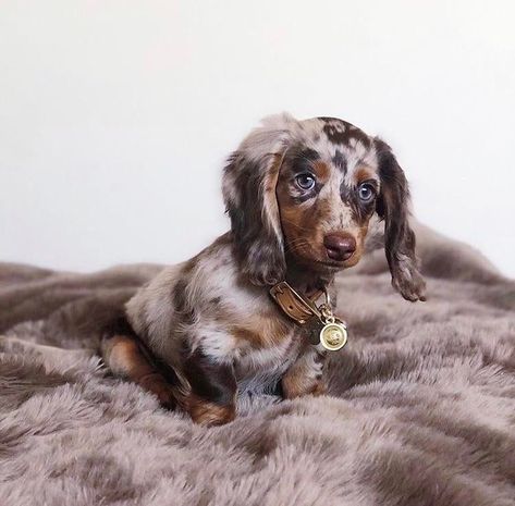 Fluffy Dashound Puppy, Dapple Dashound Puppy, Baby Dashound, Dapple Dashound, Cute Dashounds, Dashhound Puppies, Daschund Puppies, Dapple Dachshund Puppy, Baby Dachshund