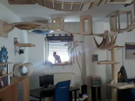 Cat Jungle Gym Wall, Cat Shelving, Cat Jungle Gym, Cat Jungle, Cat Climbing Wall, Cat Website, Cat Gym, Building Things, Cat Brain