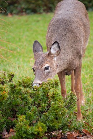 Homemade Deer Repellant, Maryland Garden, Deer Resistant Landscaping, Deer Repellent, Rabbit Repellent, Deer Food, Deer Resistant Garden, Deer Repellant, Deer Resistant Perennials