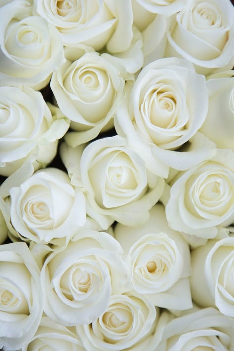 Roses Varieties, White Roses Background, White Flowers Wallpaper, Rose Gold Wedding Cakes, Rose Flower Pictures, Flowers Bouquet Gift, Flower Soft, Flower Therapy, Floral Photography