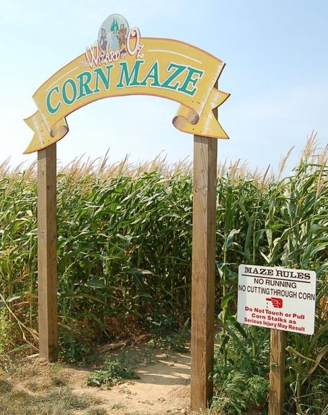 Bob's Corn Maze, Snohomish, 25 min scenic drive. Apple donuts. grilled corn. Crowded so go early October. I think there are two mazes, one is huge. All Things Fall, Pumpkin Farm, Fall Things, Cottage Charm, Fall Bucket List, Fall Events, Corn Maze, Travel Checklist, Fall Travel