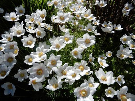 Top 20 Alberta Native Plants For Your Garden | ShrubHub Alberta Gardening, Flower Garden Pictures, Native Plant Landscape, Plant Landscape, Best Perennials, Native Flowers, Invasive Plants, Drought Resistant, Ground Cover Plants